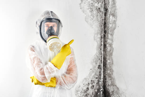 Best Mold Remediation for Vacation Homes  in USA